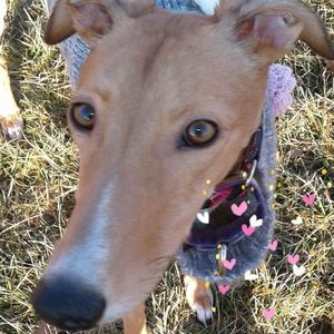 Meet your Posher, Sara